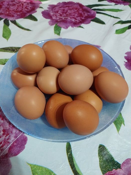 Домашние яйца яйца домашние