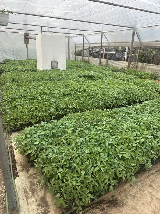 Rasaduri la Domiciliu (producator local)1.5 lei