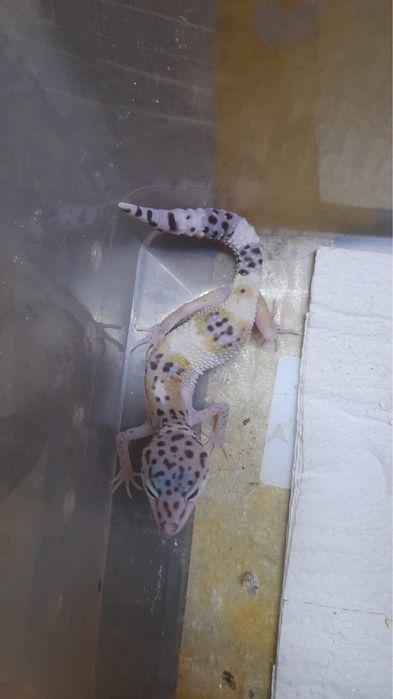 Гекконы эублефары ручные ящерки