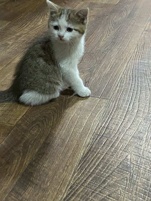 Отдам котят в добрые руки