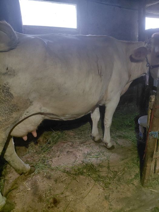 Vaca de  vânzare