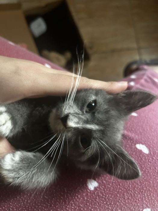 Котенок ищет дом