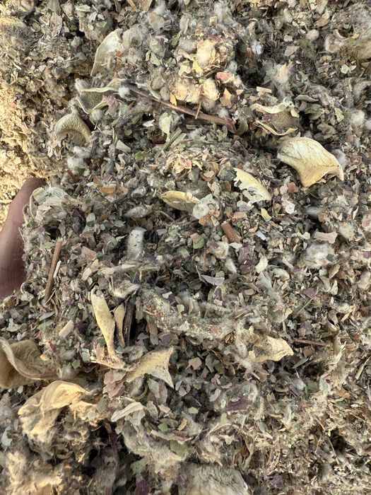 Қауашақ, мақта қауашағы, жонгерек