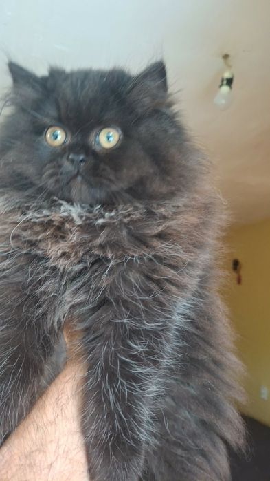 Персийски котета