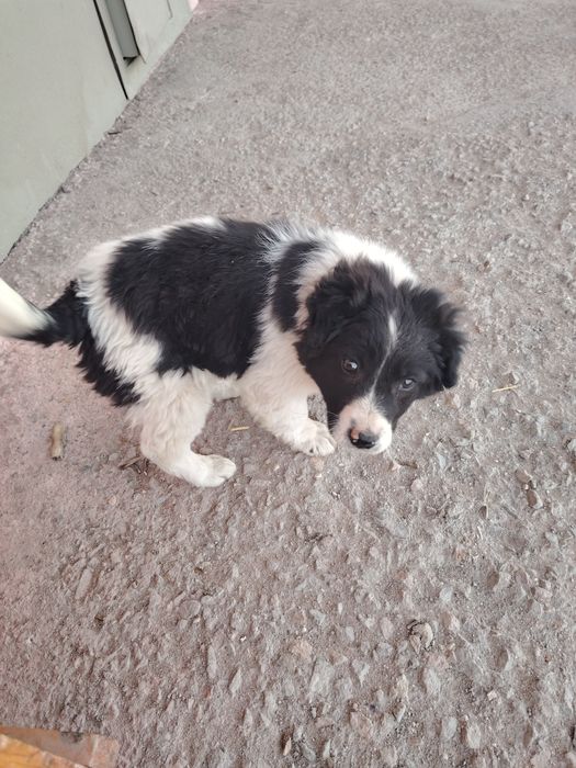 Отдам кабеля в хорошие руки