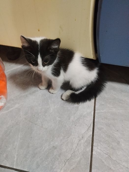 Отдадим котенка в добрые руки