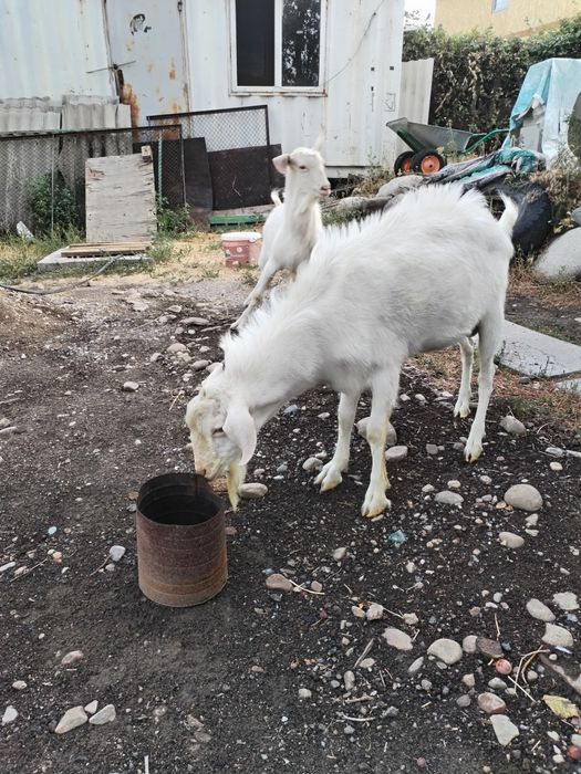 Козел, теке, козы вязка, случка