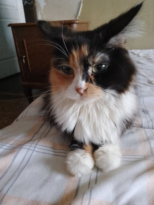 Котята милые, ласковые!
