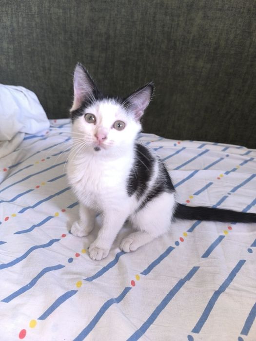 Ласковый котенок