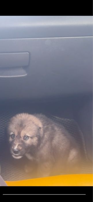 Сотилади аклли кучукча роса екимтой, икки ойли бувотти, жудаям аклли