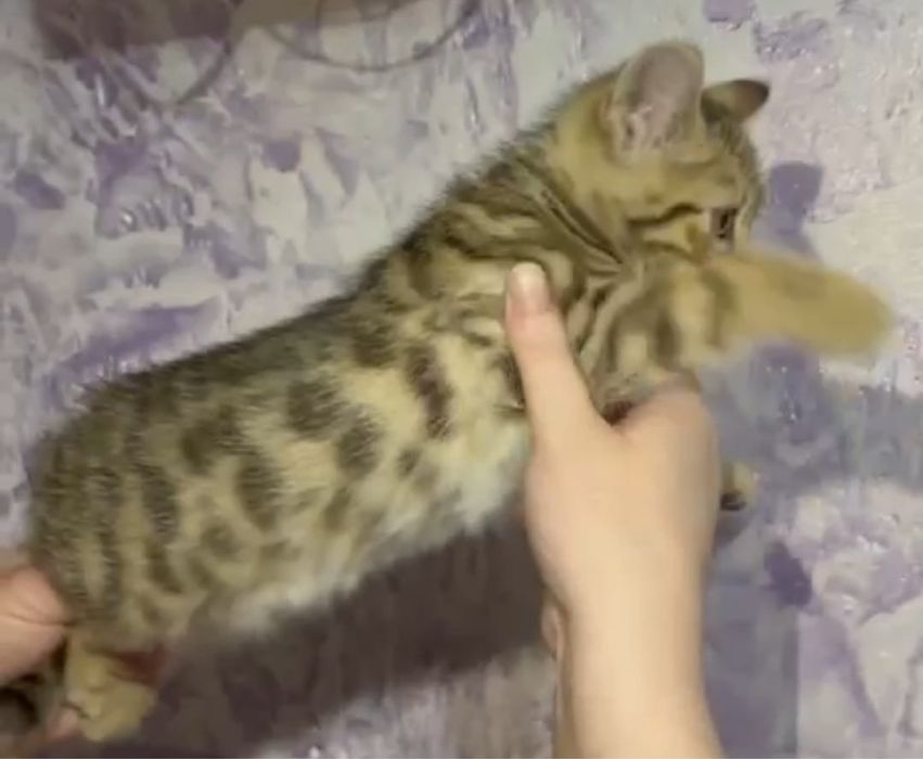 Бенгальские котята