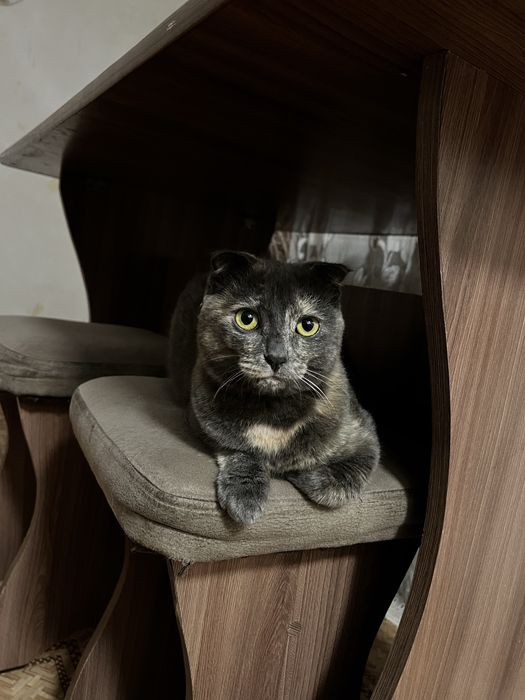 Вислоухая кошечка