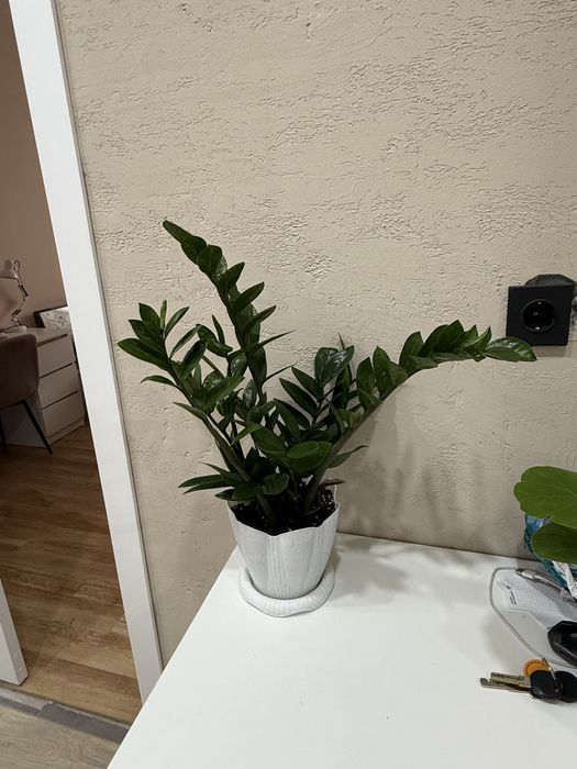 Замиокулькас долларовое дерево