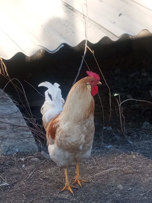 Продам молодых петухов