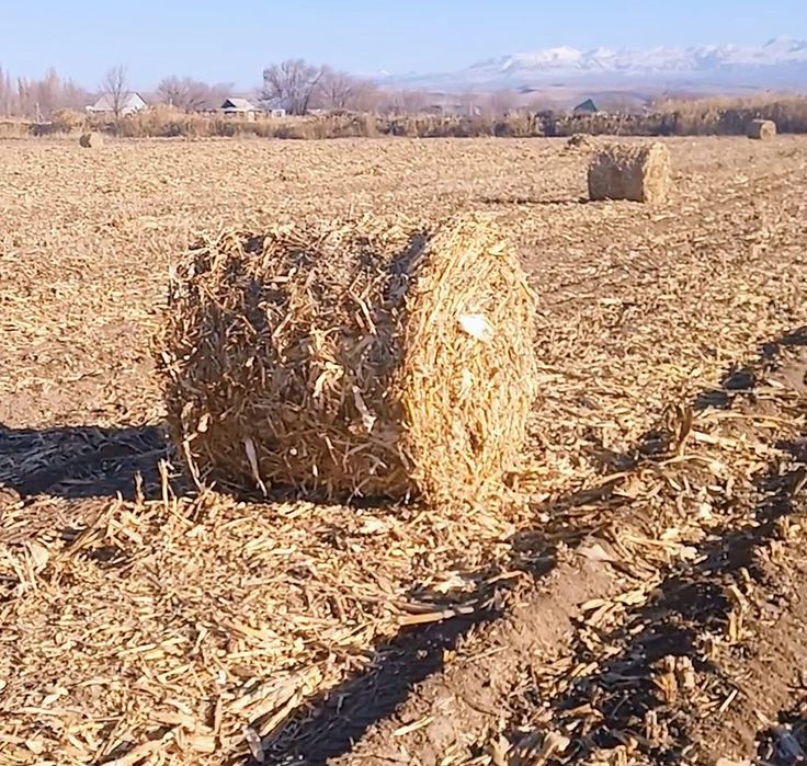 Продам кукурузу в рулонах