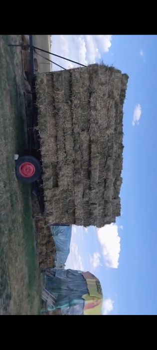 Baloti lucerna coasa 2 a si a 3 a