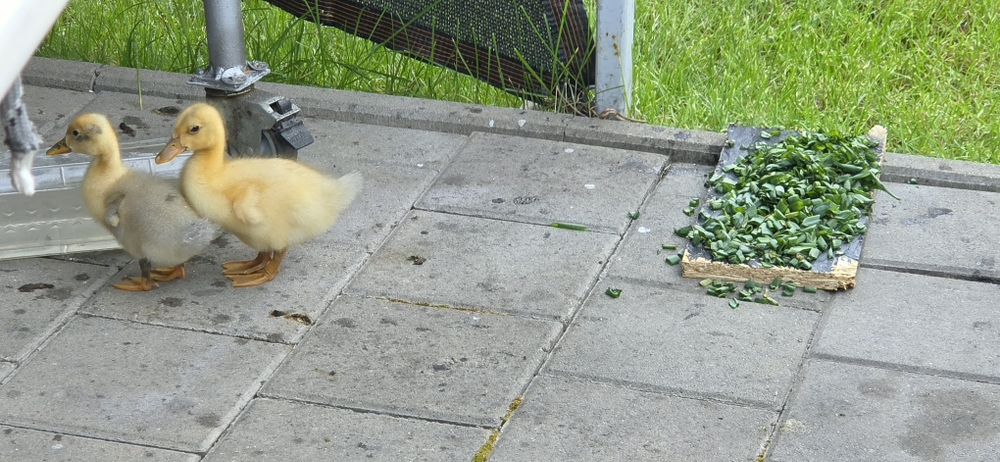 2 pui de rata de 3 saptamani