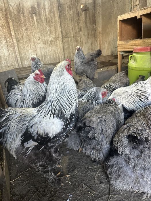 Инкубационые яица