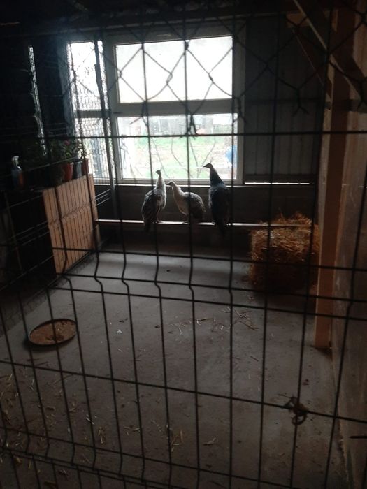 Vând păuni maturi si pui