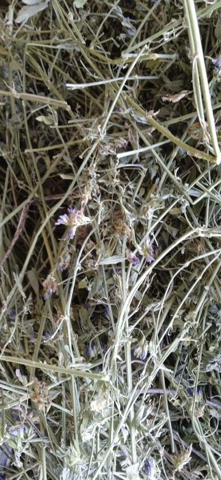 Сено люцерна 2025