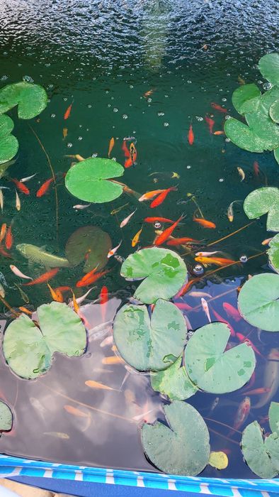 Crap koi carasi colorați pești iaz pești ornamentali