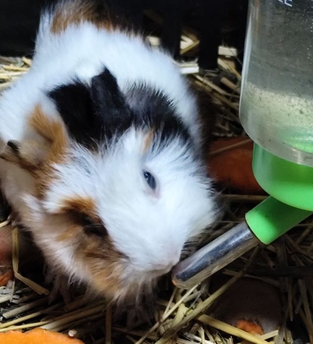 Продам морских свинок