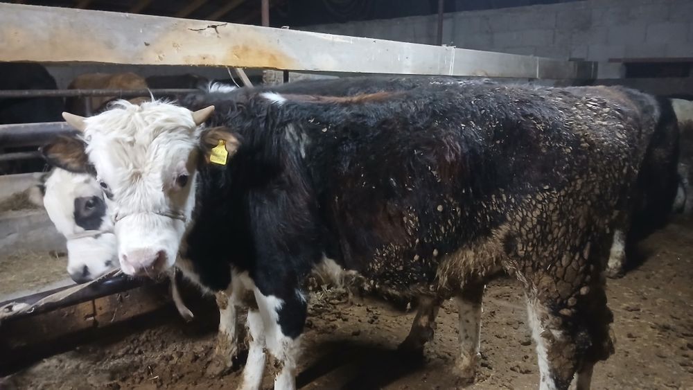 Бұқалар сатылады