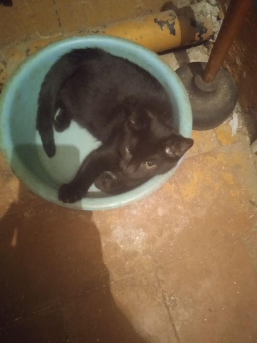 Отдам котенка в добрые руки