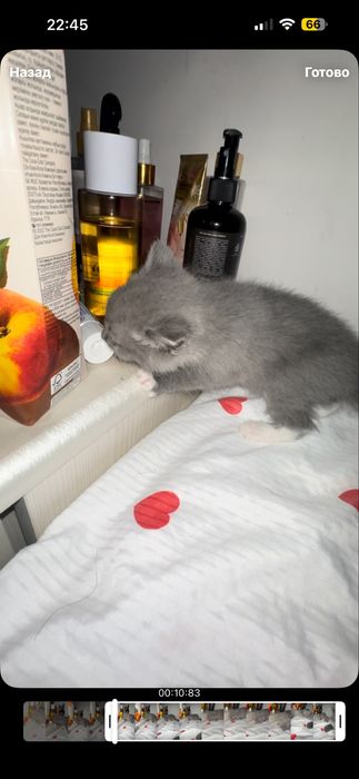 Котенок бесплатно