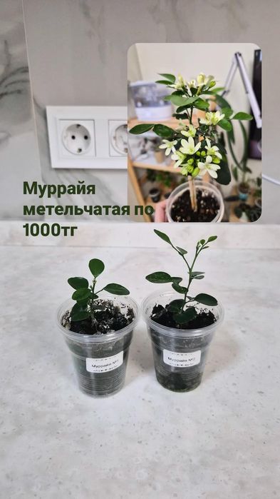 Муррайя метельчатая / мурайя