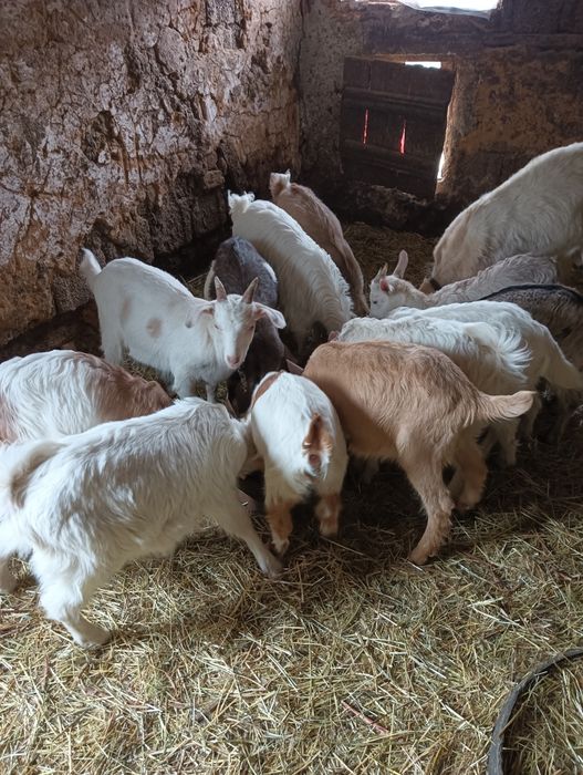 Iezi pentru sacrificare