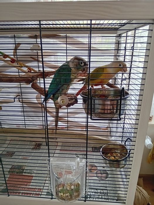 Две  пирури с клетка