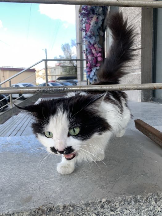 Отдаю в хорошие руки!!!