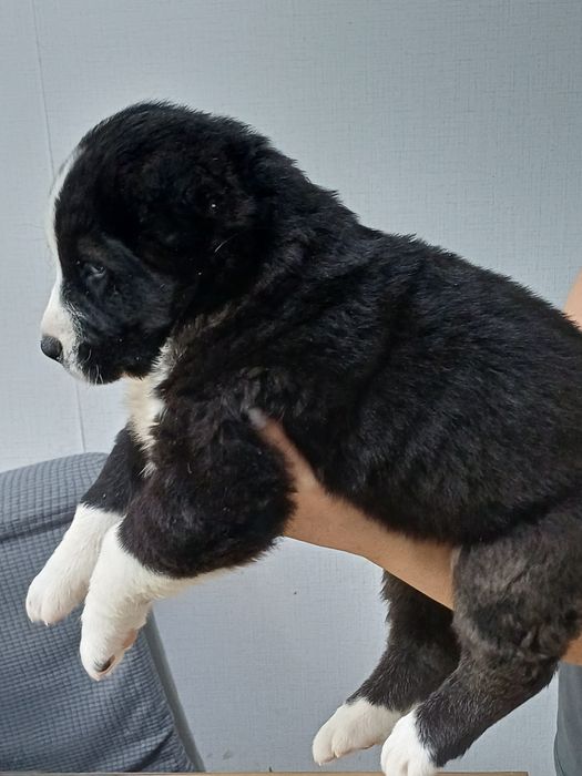 Среднеазиатская овчарка