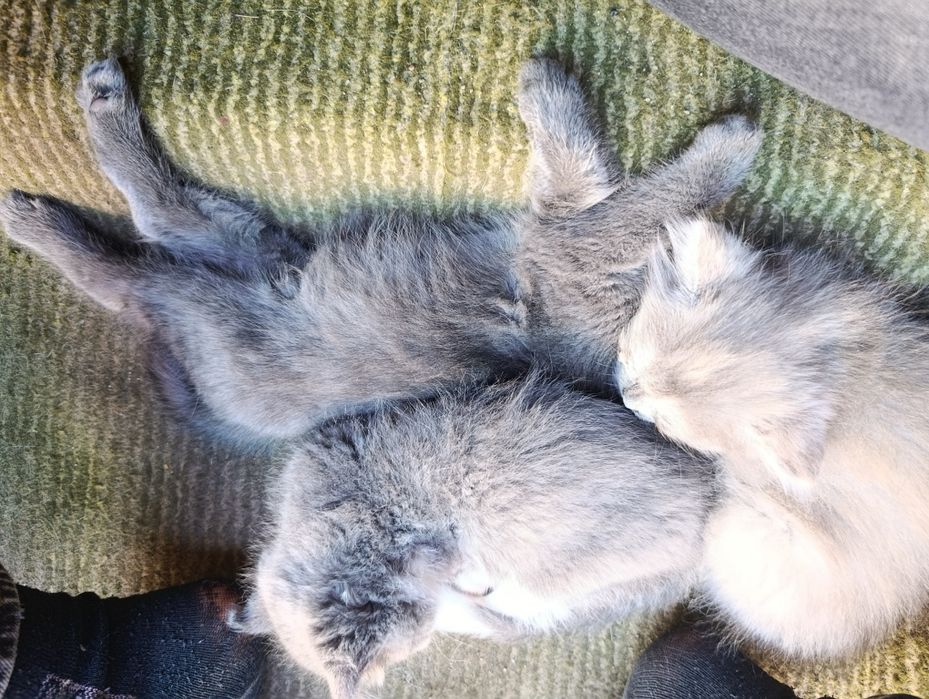 Котята без породные