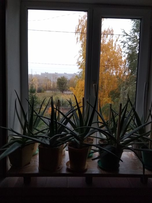 Продам алоэ Вера