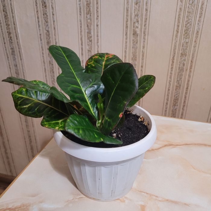 Продам Комнатные цветы