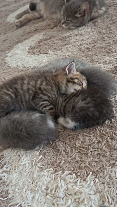 Милые котята ищут новый дом