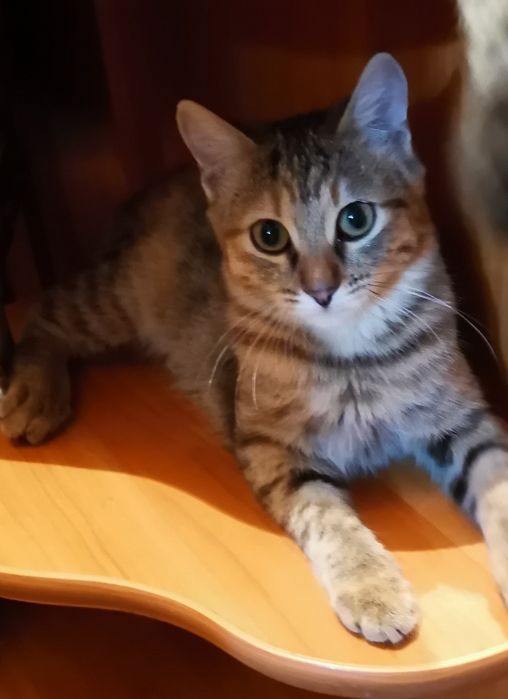 Котенок в добрые руки