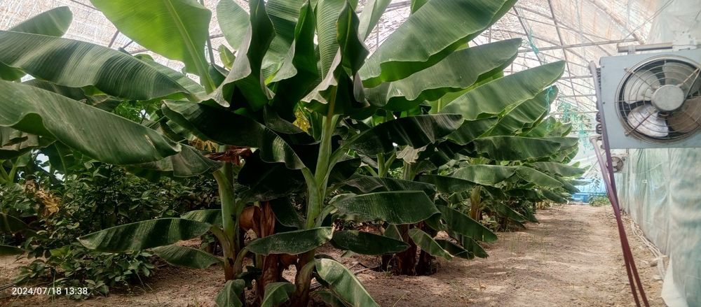 banan kivi zaytun  papaya guvava avakado dragon