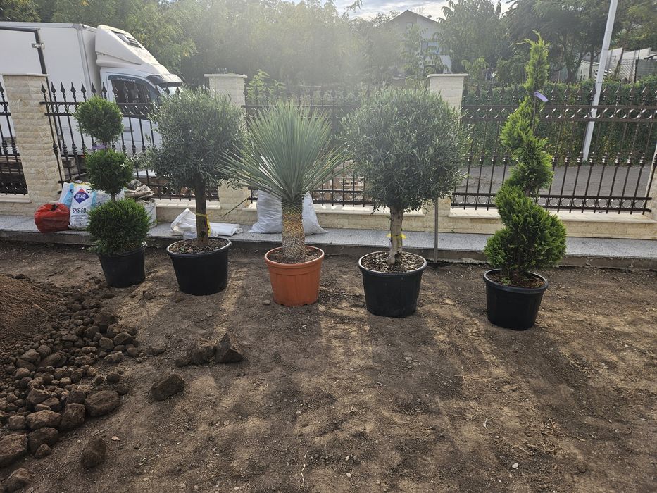 Dud pendula maslin juniperius yuca cedru