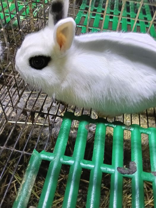 IEPURASI  Pitici De Vânzare