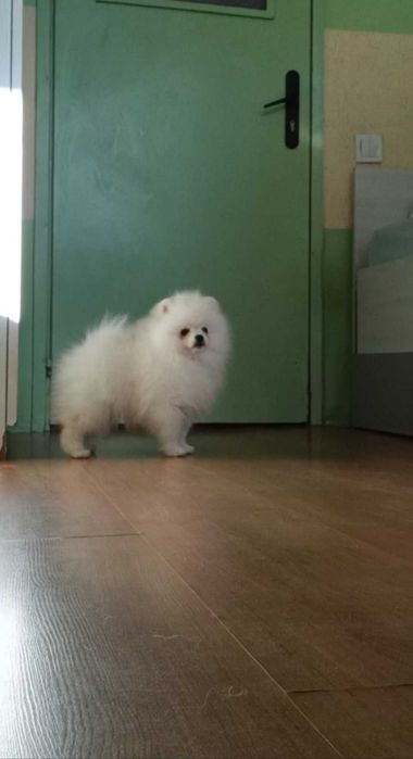 Померани Момчета с Родословие