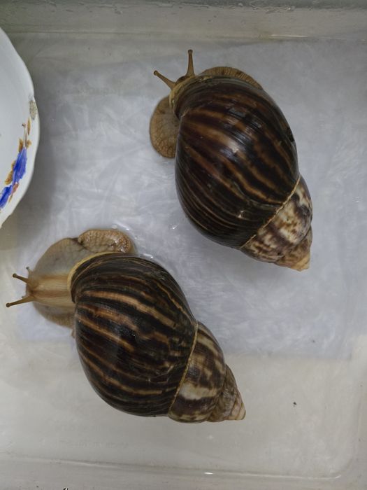 Ахатинские улитки