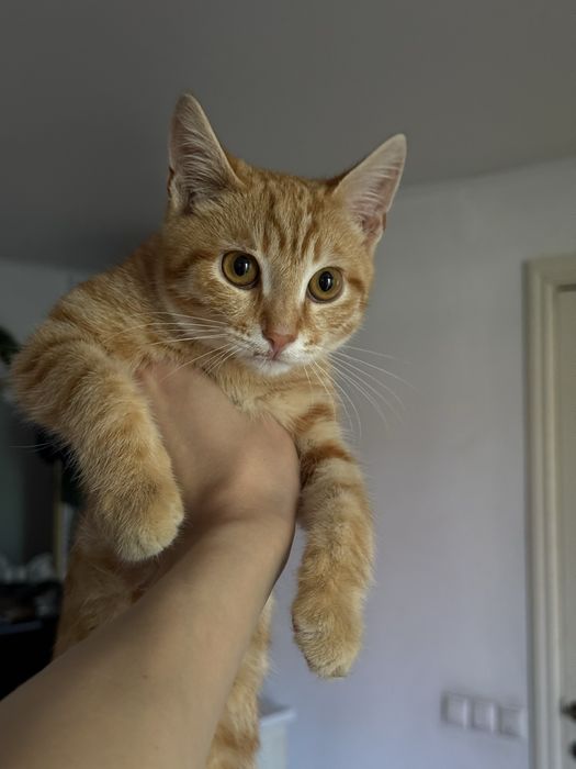 Котенок мальчик