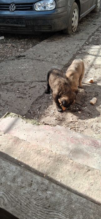 Donez pui ciobanesc german