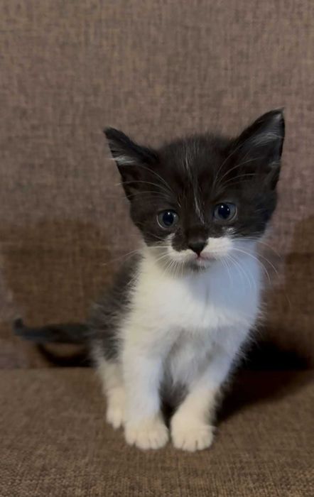 Котята, 1.5 месяца, девочки.