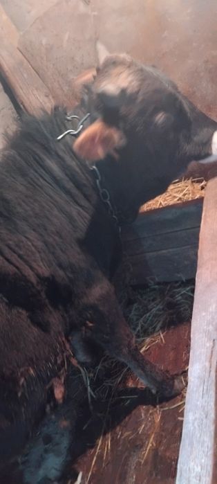 Срочно продам быка