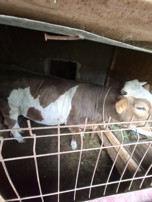 Vând vitea are 2 ani