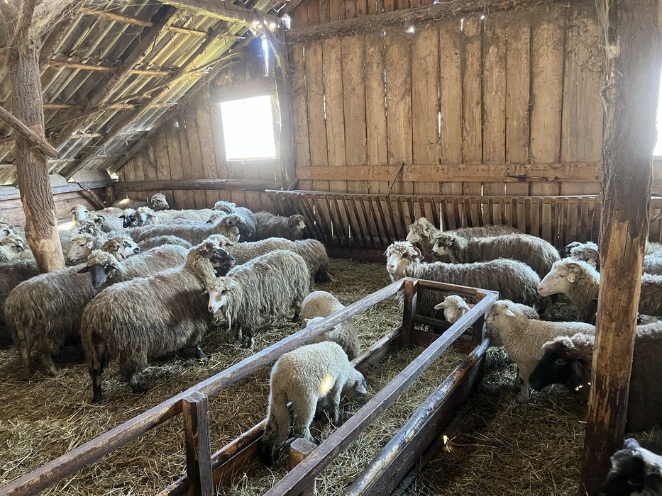 Vand 100 de oi cu miei